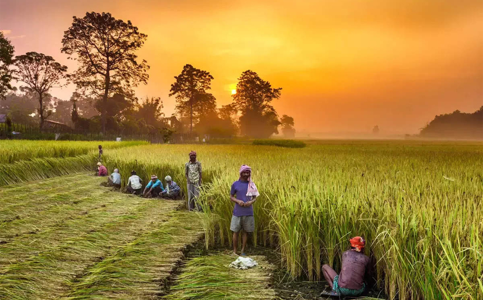 Agricultural Revolution
\